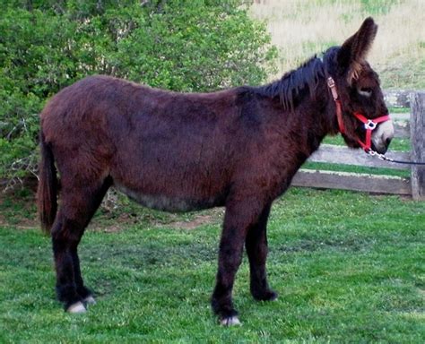 poitou donkey for sale